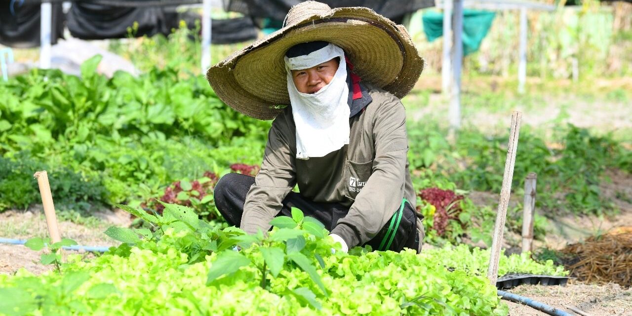 สสส. จับมือ มช. เดินหน้าโครงการ “Chiang Mai Greentopia” ช่วยลดสารเคมีตกค้างในเลือด