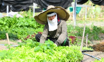 สสส. จับมือ มช. เดินหน้าโครงการ “Chiang Mai Greentopia” ช่วยลดสารเคมีตกค้างในเลือด