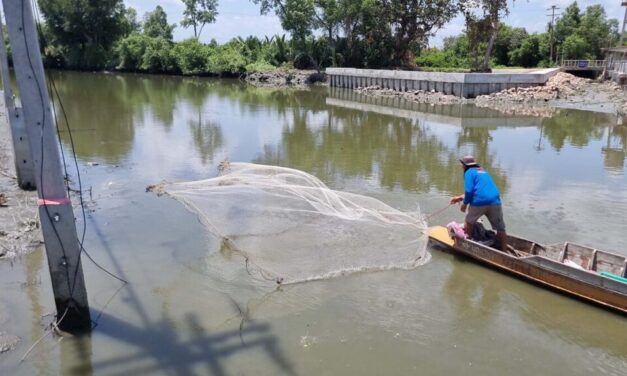 “7 มาตรการ” กรมประมงแก้ปลาหมอคางดำเต็มที่ ส่งผลการแพร่กระจายเบาบางลง สร้างทางรอดระบบนิเวศไทย