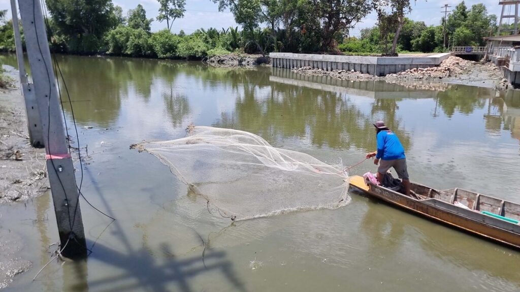 “7 มาตรการ” กรมประมงแก้ปลาหมอคางดำเต็มที่ ส่งผลการแพร่กระจายเบาบางลง สร้างทางรอดระบบนิเวศไทย